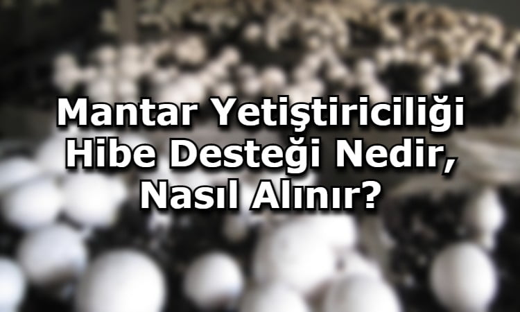 Mantar Yetiştiriciliği Hibe Desteği Nedir, Nasıl Alınır?