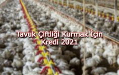 Tavuk Çiftliği Kurmak İçin Kredi 2021