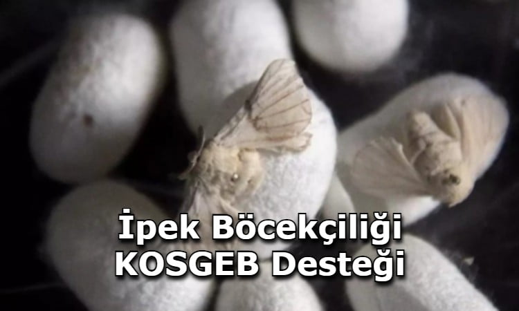 İpek Böcekçiliği KOSGEB Desteği