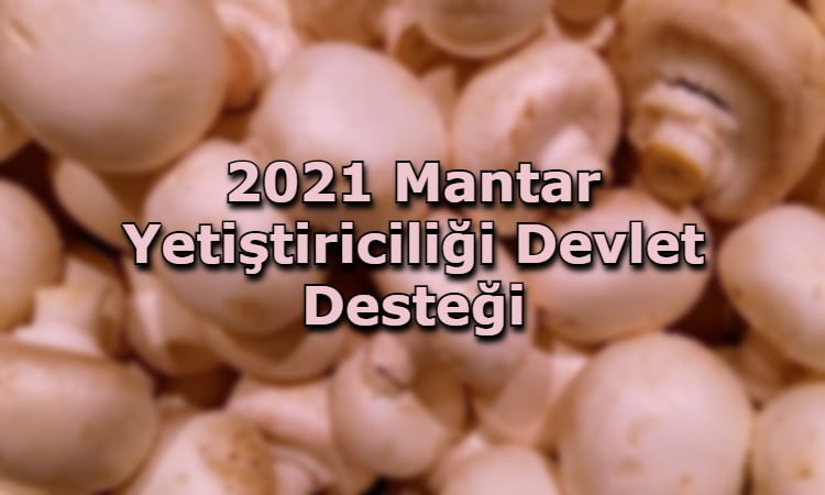 2021 Mantar Yetiştiriciliği Devlet Desteği