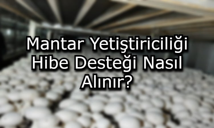 Mantar Yetiştiriciliği Hibe Desteği Nasıl Alınır?