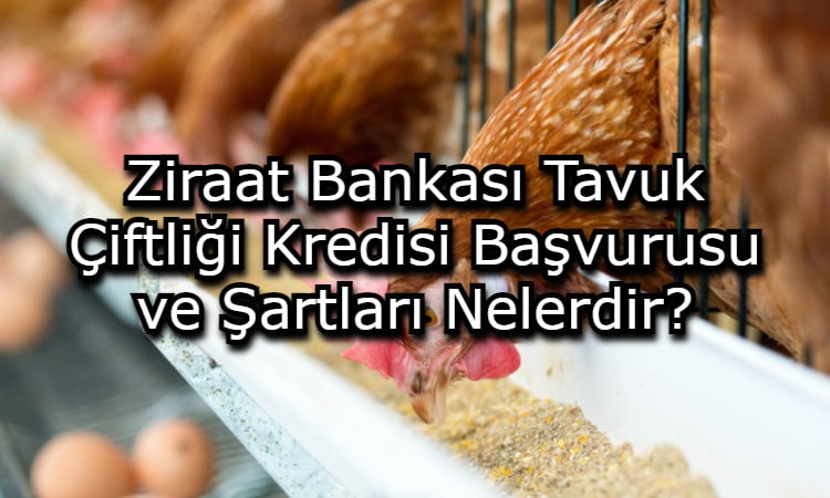 Ziraat Bankası Tavuk Çiftliği Kredisi Başvurusu ve Şartları Nelerdir?