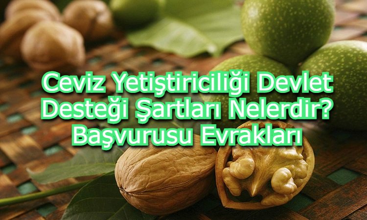 Ceviz Yetiştiriciliği Devlet Desteği Şartları Nelerdir? Başvurusu Evrakları